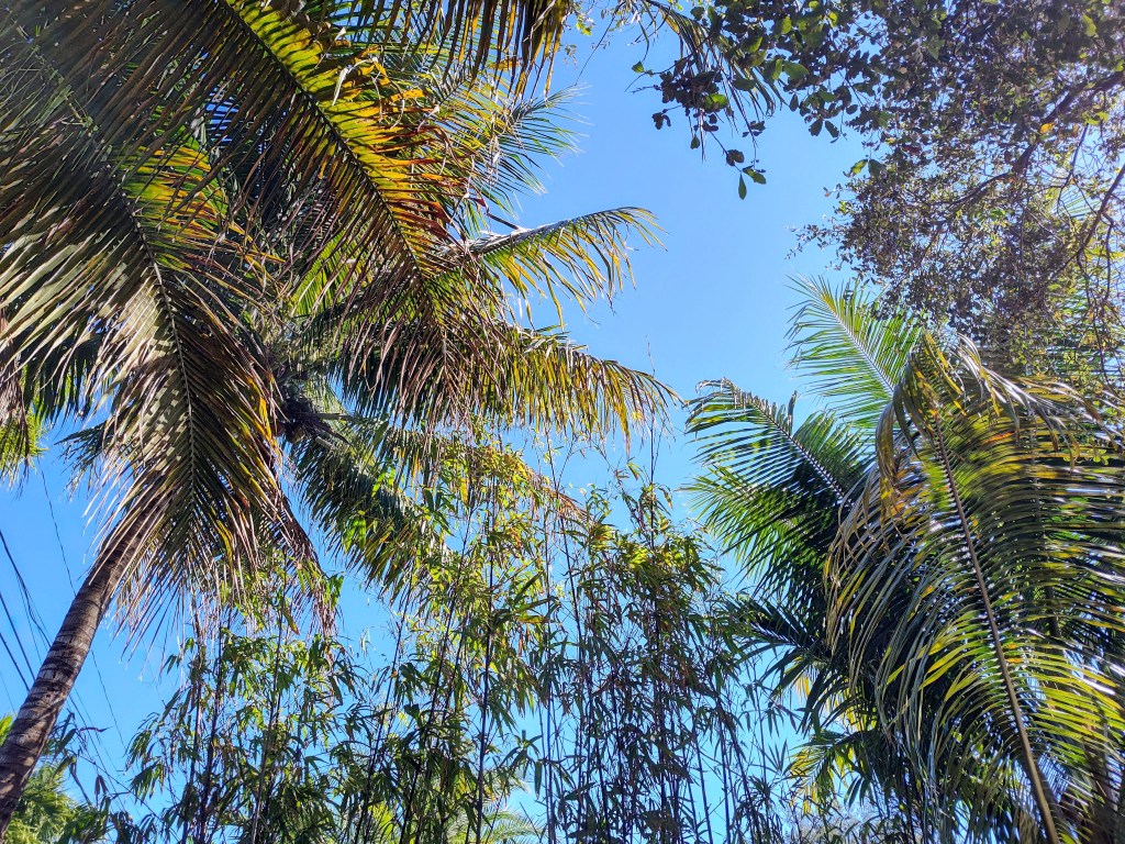 Sunny Florida Days: Inspiring Creativity Amid&nbsp;Distractions